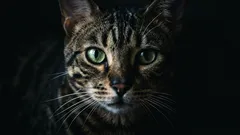 Como interpretar os sinais dos bigodes do gato: 5 mensagens que se manifestam no dia a dia