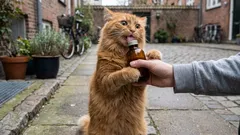 Valeriana, erva-dos-gatos e outras plantas que estimulam os gatos: como funcionam