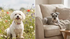 7 raças de cães que largam pouco pelo e quase não deixam cheiro em casa