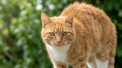 Será que os gatos conseguem controlar conscientemente o seu pêlo — ou será apenas instinto